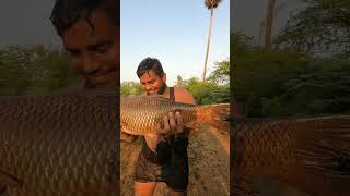 #fishing rohu fish in chennai|Hook stars 🌟