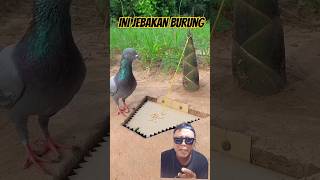 BIKIN JEBAKAN BURUNG #pigeon #birds #funny #animals #experiment #youtubeshorts