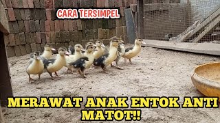 DENGAN CARA INI ANAK UNGGAS ANTI MATOT