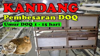 Cara Mudah Membuat Kandang Pembesaran DOQ Puyuh ( Umur 1-15 Hari )