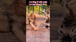 Tiger🐯vs lion🦁😱 | lion vs tiger | lion vs tiger epic battle | lion hunting | @Wildshikaari007