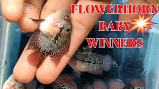 Competition winners | flowerhorn gift