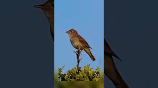 Relaxing nightingale chirping sound #birds #shorts #asmr