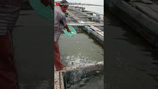 Beri makan ikan Siakap