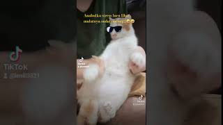 Pasrah sudah Anabulku ini stress simba kami buat #catshorts #catvideos #stress