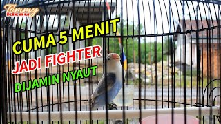 CEPAT RESPON!!Cuma 5 menit bikin lovebird langsung fighter