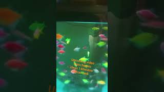 upcoming video on aquarium cleaning of 140 widow tetras #widoetetra