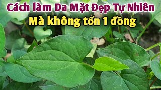 Cách trị Mụn, làm đẹp da Mặt, kinh nguyệt không đều Đơn giản nhất- Phan Hải