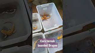 Cara ternak bearded Dragon