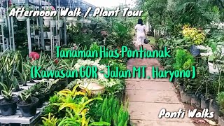 Tanaman Hias Kota Pontianak (Kawasan GOR - Jalan MT. Haryono) - Walking Sore