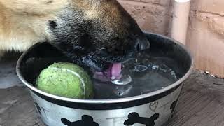 German Shepherd dog drinking in slow motion