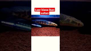 channa maru ikan sultan #youtubeshorts