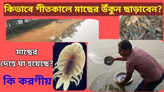 শীতকালে মাছের উঁকুন ও তার প্রতিকার  | fish parasites | কিভাবে মাছ চাষে সফল হবেন