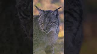 Fotografía de animales salvajes con cámara Canon R3 + lente 300mm 📸 #shorts