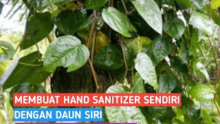 Membuat hand sanitizer dari daun siri, sangat muda dan murah