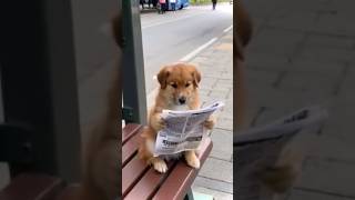 dog animal funny video #dog #animals #cutreaction