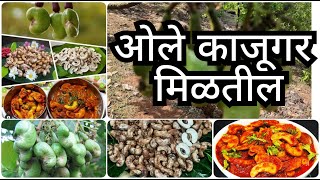 ओले काजूगर मिळतील | कोकणातला रान मेवा | Ole kajugar | Raw cashew .