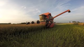 Żniwa rzepakowe 2019 | MF || Claas | Zetor | HD |