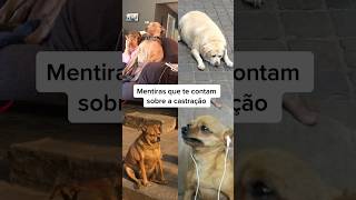 Já ouviram algumas dessas mentiras? #adestramento #cachorro #caioadestrador #curiosidades #shorts