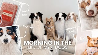 Morning in the life of my 4 dogs