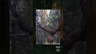 Strange humanoid trees #shorts #short  #reels