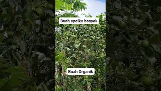 GILA!!! RIMBUNNYA BUAH APELKU!! #viralvideo #apel #apelputsa #apelorganik