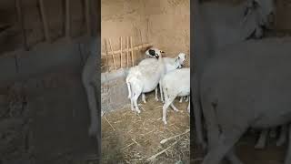 سلالة الدمان 🐑  #shorts