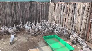 Medical care, rehabilitation and release of more than 200 gulls