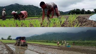 Aji Amar Dhan Rui hek hob ||  আজি আমাৰ ধান খেতি ৰুই শেষ  || #assam #Assamesevlogs