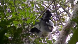 Indri indri at Analamazoatra