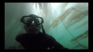 Spearfishing in a Kelp Forest in the Puget Sound, Washington