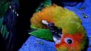 baby sun conure lying on back