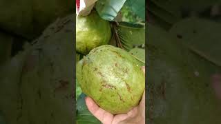 HUGE GUAVA #views #trending #trendingshorts #satisfying #food