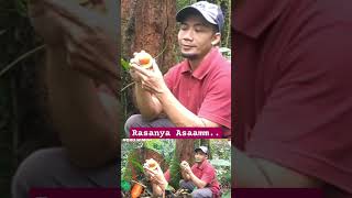 BUAH KUMPANG RASANYA ASAM DARI HUTAN KALIMANTAN