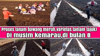 proses tanam bawang merah varietas taelan( tajuk),di musim kemarau