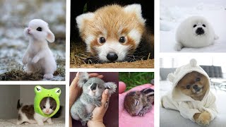 Cutest animals of 2021