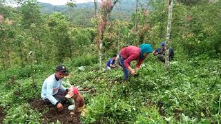 panen kentang di kebun kayu manis umur 2 thun