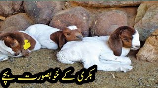 Goats baby video|Bakri k bache|Badwal Desi vlog