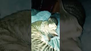 cats in love #viral #catbreed #catlover #musicgenre #caty #catvideos #funny #cuteanimals