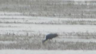 Glossy Ibis at Lakenheath Fen 7th May 2017