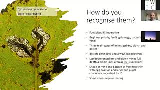 An Introduction to Lepidoteran Leaf Mines – Nigel Voaden talk at TWIC Autumn Conference 2021