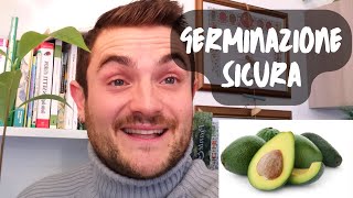 COME PIANTARE IL SEME DI AVOCADO - METODO INFALLIBILE