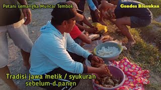 Tradisi jawa / syukuran metik semangka seblum d panen