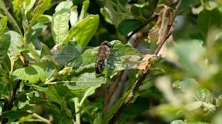 Downy Emerald Dragonfly on Mendips pond