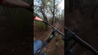 Forestal Cygnus Halo | First Ride #mtbtrail #mtb #forestalbikes