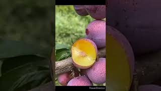 fruit harvesting#rurallife#nature#rural_life_india#purplefruit#shorts