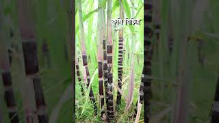 কালো আঁখ চাষে সফল - Black Sugarcane farming in Bangladesh- Krishi Bicitro - কৃষি বিচিত্র #shorts