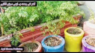 گھر کی چھت پہ سبزی لگایئں لاکھوں بچاءیں، کچن گارڈننگ،Roof top vagitabil farming, punjab, Agriculture