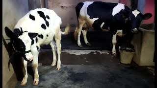 Sailage feeding after milking Rosy cow I Hygienic I Clean farm I Dairy Development I #MANDALDAIRY I