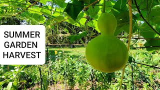 Organic summer garden vegetables - Harvest with me